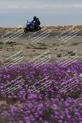 media/Jan-14-2023-SoCal Trackdays (Sat) [[497694156f]]/Turn 14 Exit Bloomig (145pm)/
